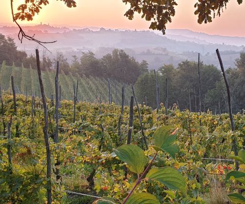 cosa fare vedere Langhe